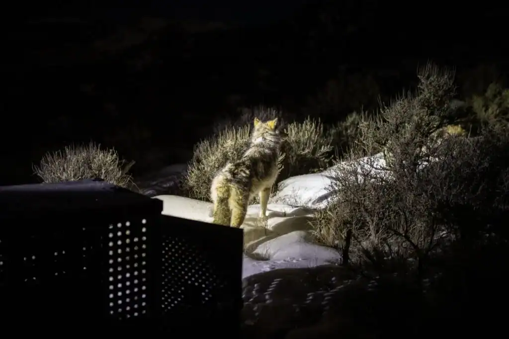 Colorado has paid more than $1.3 million to ranchers for wolf damages. Is its funding program sustainable?