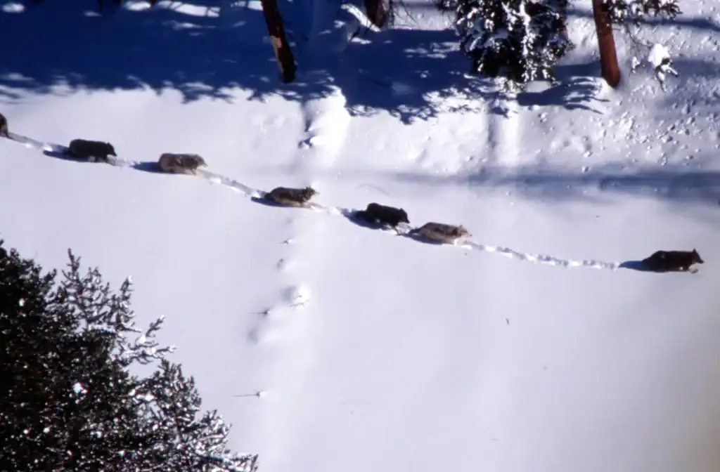 Wolf populations rise in Washington and Oregon