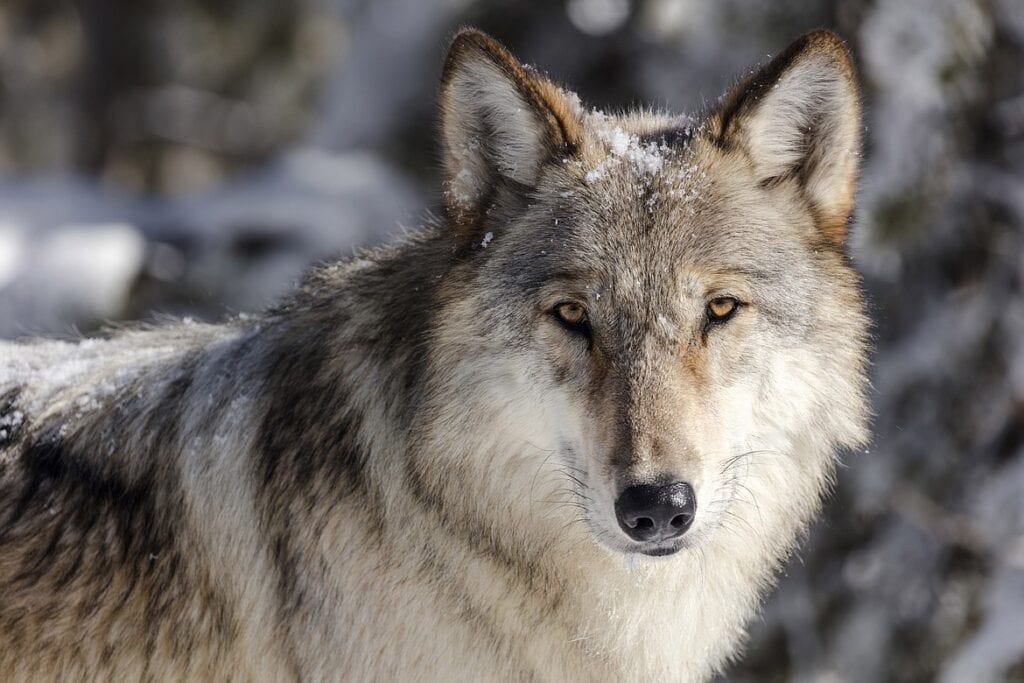 Montana wolf harvest decreased in 2025-26 season
