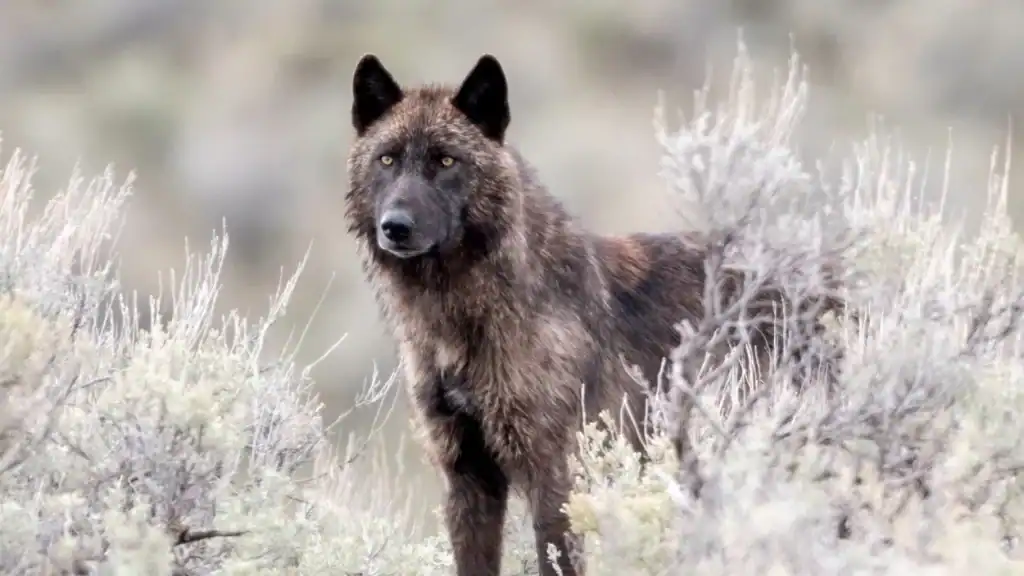Wyoming to Cut Wolf Harvest in Half Amid Disease Outbreak Near Yellowstone