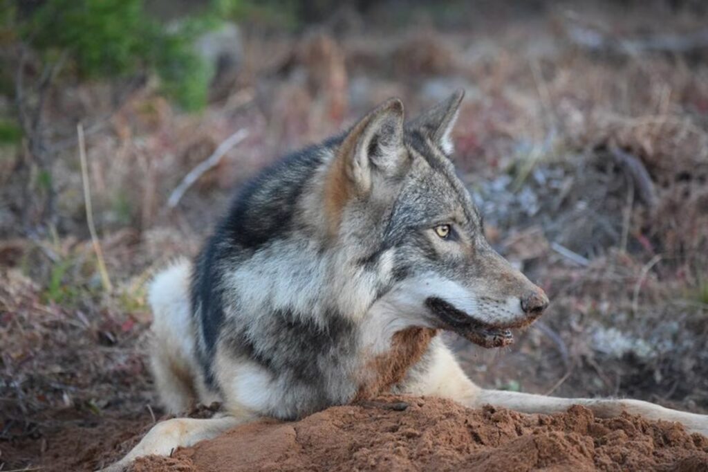 State lawmaker wants 90-day deadline for Michigan wolf hunting season