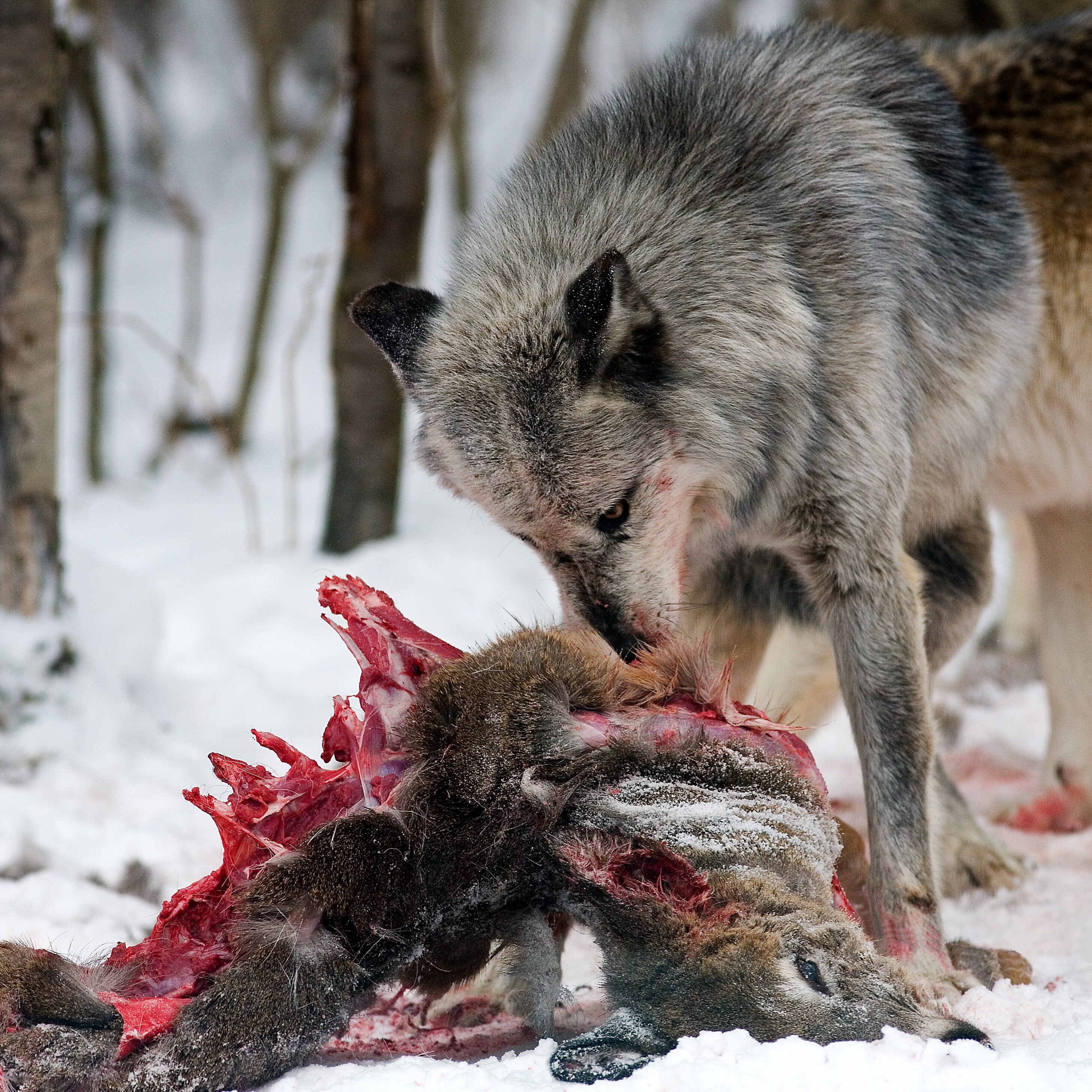 Gray wolves hunting, eating and resting.