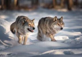 Two Running Grey Wolves On Fresh Snow. Pair Of European Wolfs. Wolf Grin. Wolves With Burning Eyes Follow The Trail Of Their Prey.Common Wolf In Search Of A Victim. Little Red Riding Hood