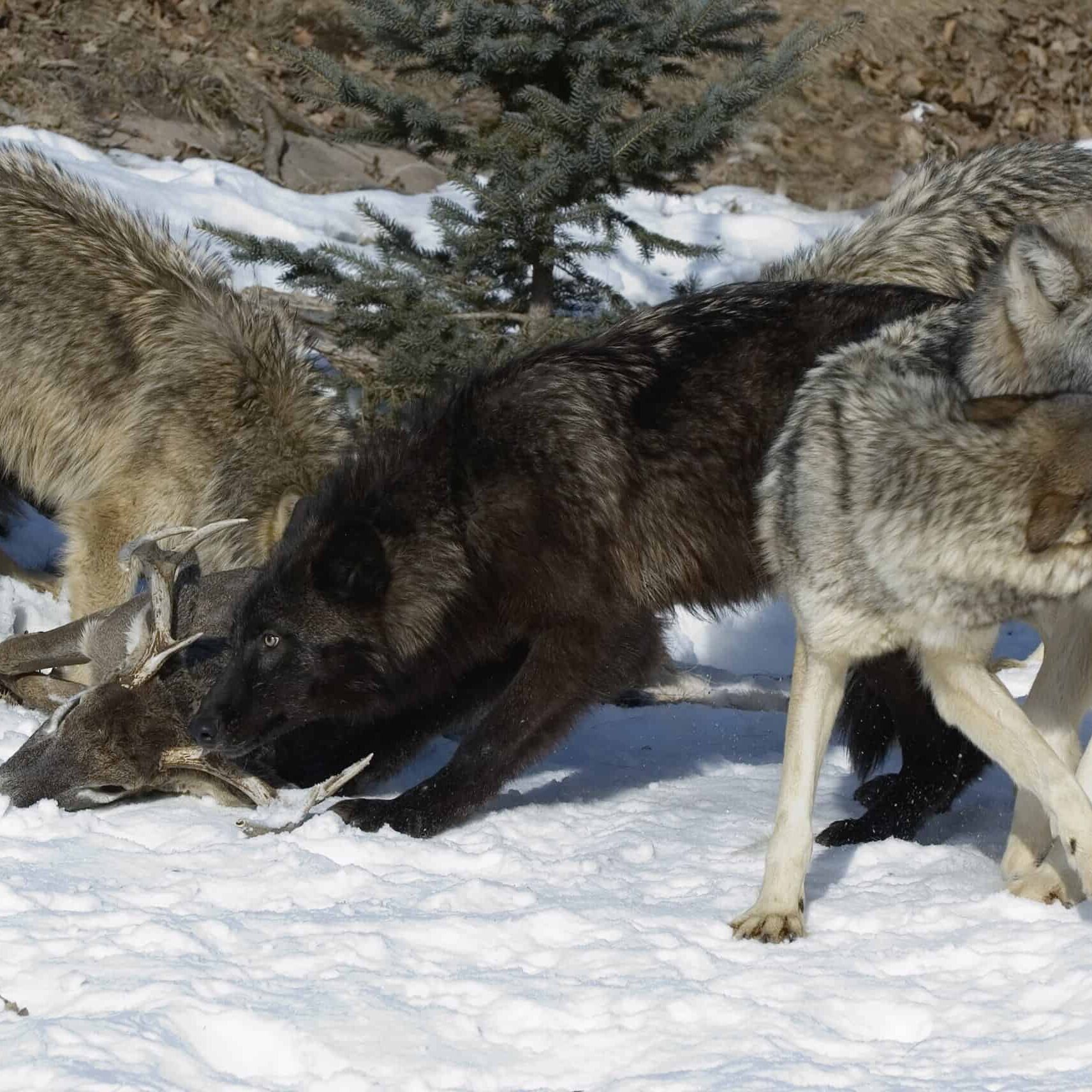 Wolf pack interaction by deer kill