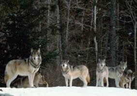 Other common name: timber wolf. Grey wolves are pack animals, with parents and cubs forming the basic pack. During the winter months larger packs are formed. Wolves are found in Northern Europe, Asia, and North America.