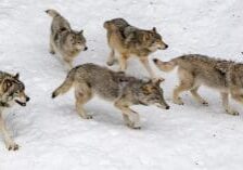 hn-wolf-pack-hunting-1200x628