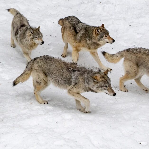 hn-wolf-pack-hunting-1200x628