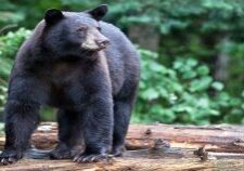 hunter-nation-black-bear-pine-trees-1200x630-20210331
