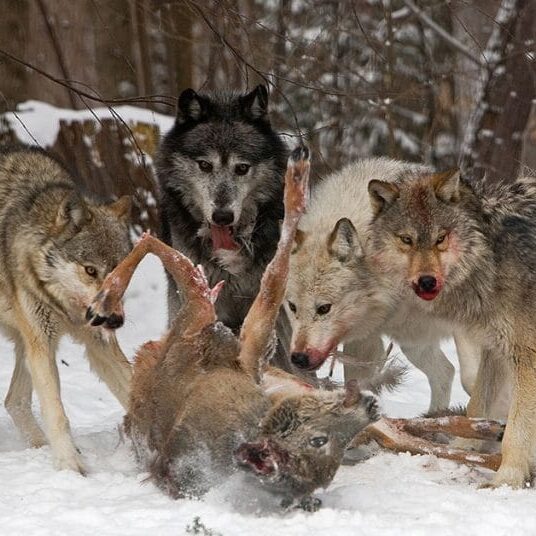 hunter-nation-wi-wolf-hunt-wolves-deer_1200x628
