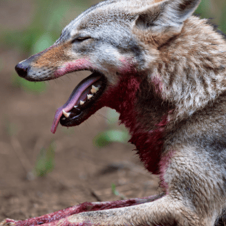 wisconsins-wolf-issue-2026-03-25_04_Wolf
