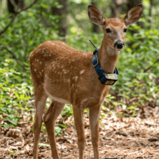 wisconsins-wolf-issue-2026-03-25_05_Fawn